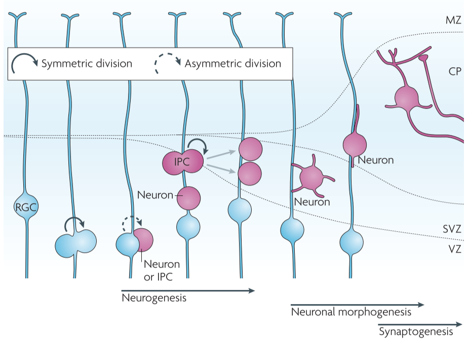Figure 2│**Neuronal development of the mammalian neocortex**